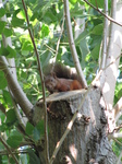 SX27784 Red squirrel in campign Le Stade, Argeles-sur-Mer.jpg